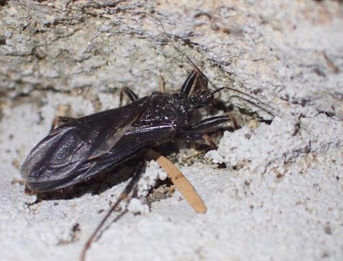 Reduvius personatus